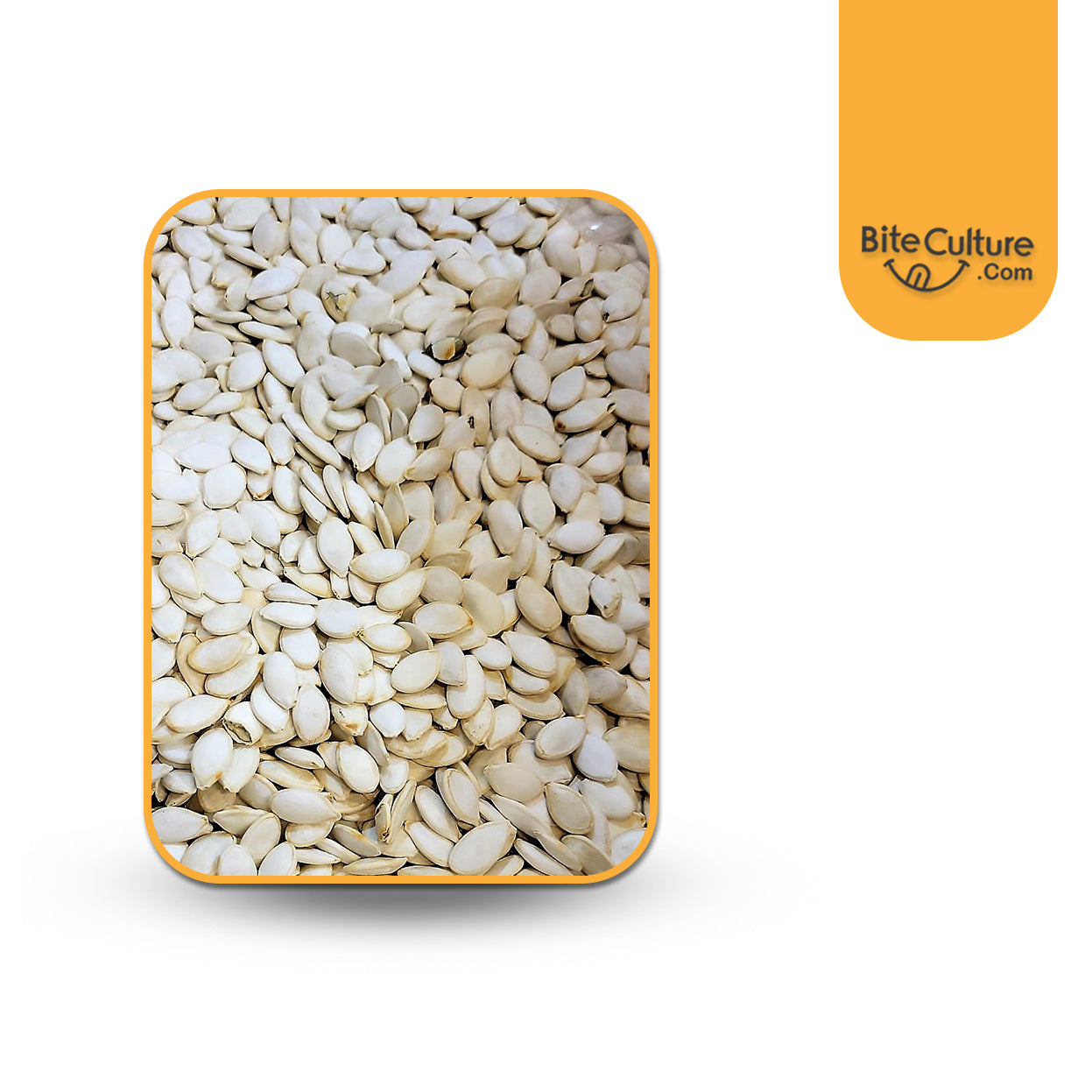 Squash Oregon No Salt Seed 1 Lb