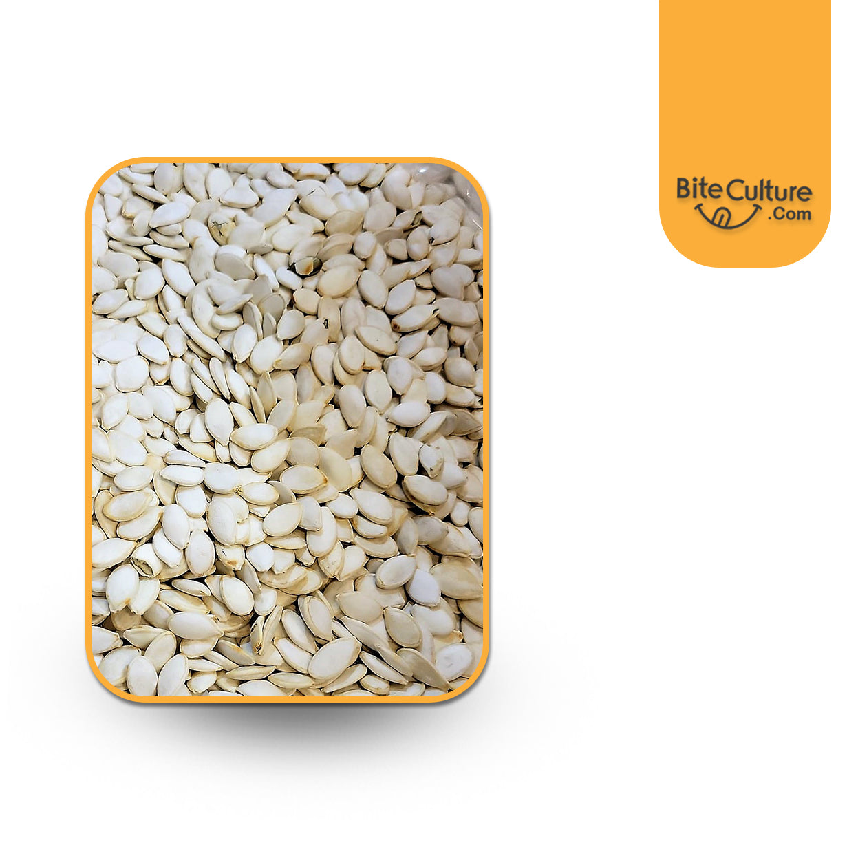 Squash Oregon L/S Seed 1 Lb