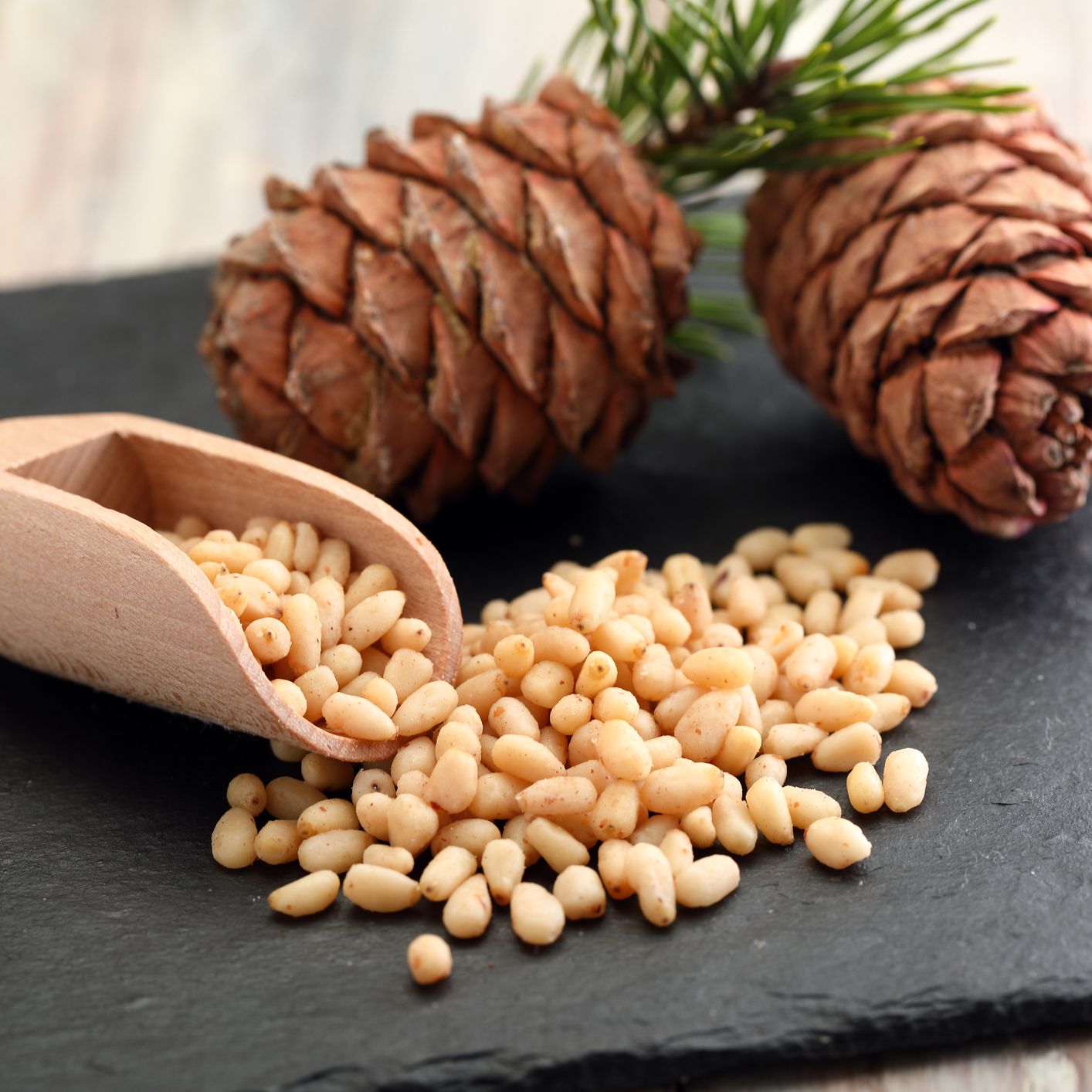 Sogol-Pine Nuts